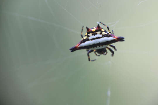 Image of Gasteracantha geminata (Fabricius 1798)