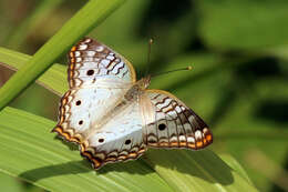 Image of White Peacock