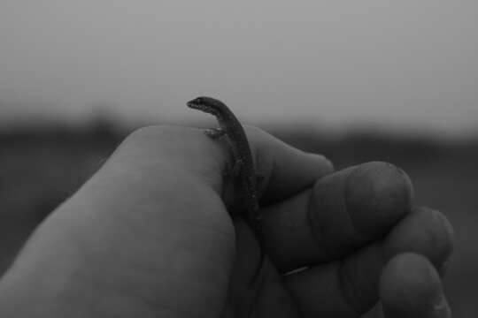 Image of Northern Sand Gecko