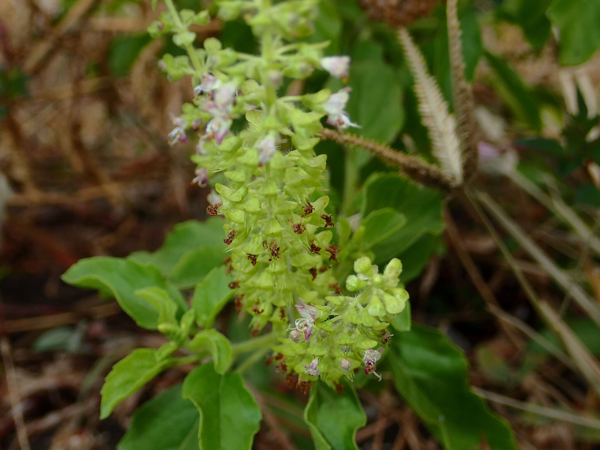 Image of holy basil