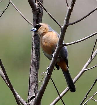 Image of Cinnamon Tanager