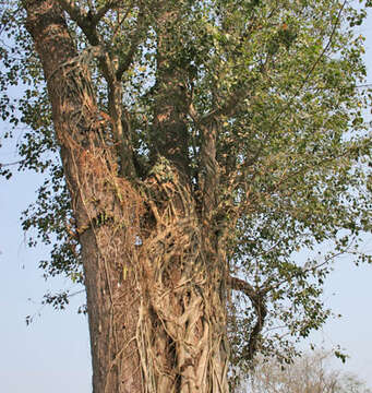 Image of sal tree