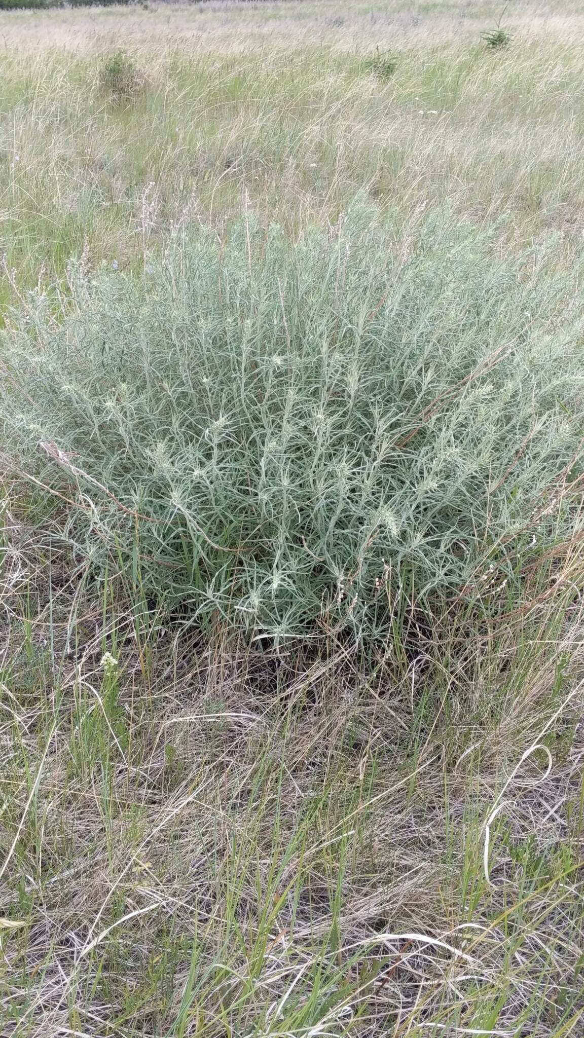 Image of longleaf wormwood