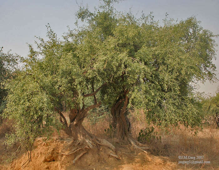 Image of Salvadora oleoides Decne.