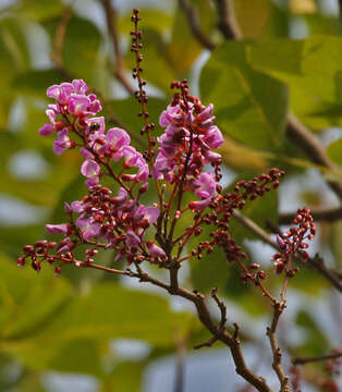 Image of Moulmein Rosewood