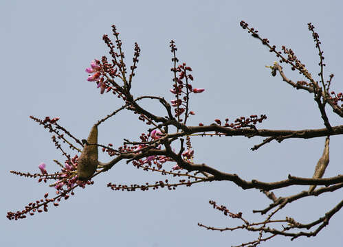 Image of Moulmein Rosewood