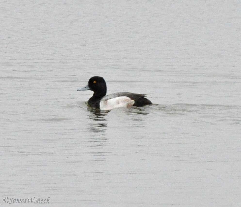 Image of Lesser Scaup