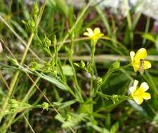 Слика од Linum sulcatum Riddell