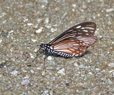 Sivun Papilio epycides kuva