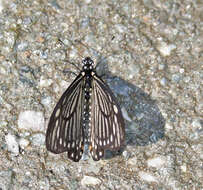 Sivun Papilio epycides kuva