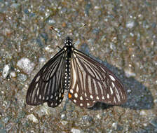 Sivun Papilio epycides kuva