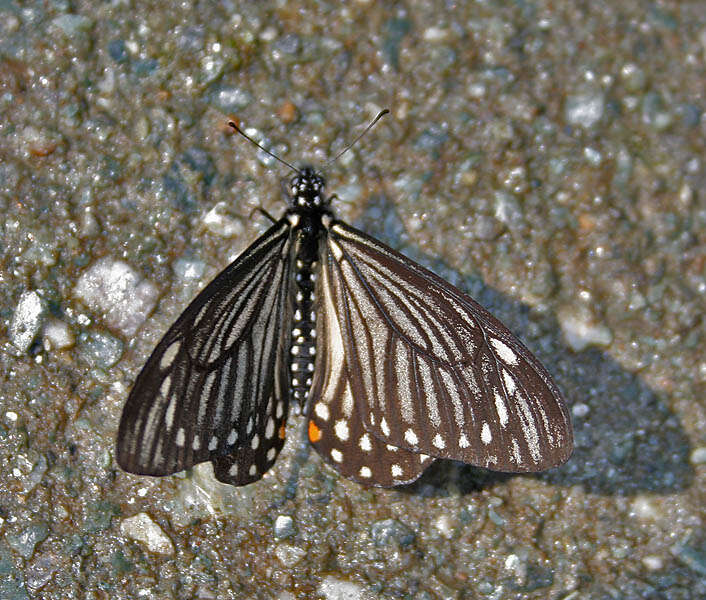 Sivun Papilio epycides kuva