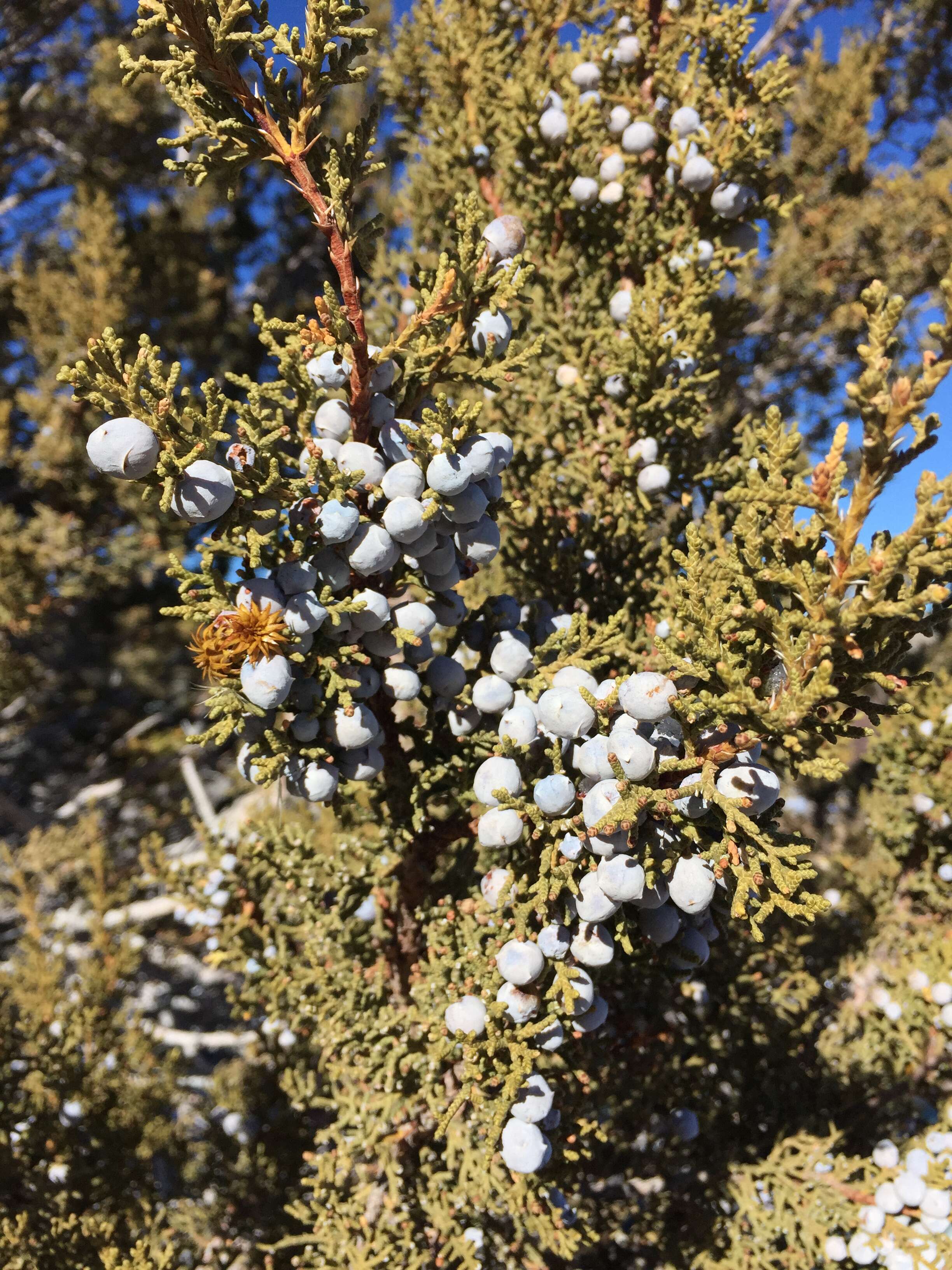 Image of Bigberry Juniper