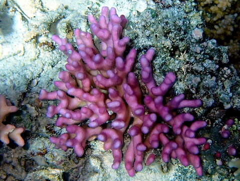 Image of Smooth Cauliflower Coral