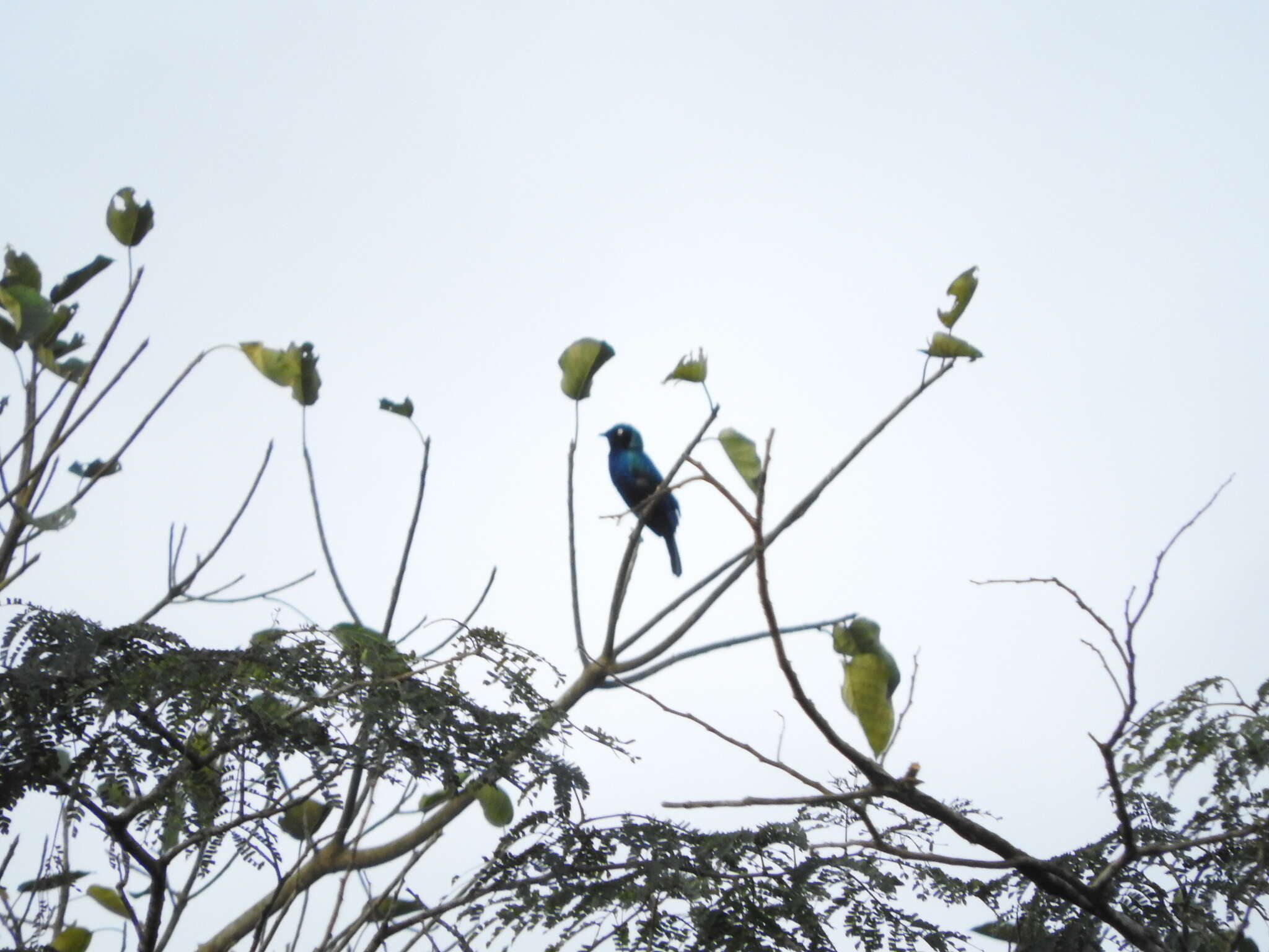 Imagem de Lamprotornis splendidus (Vieillot 1822)