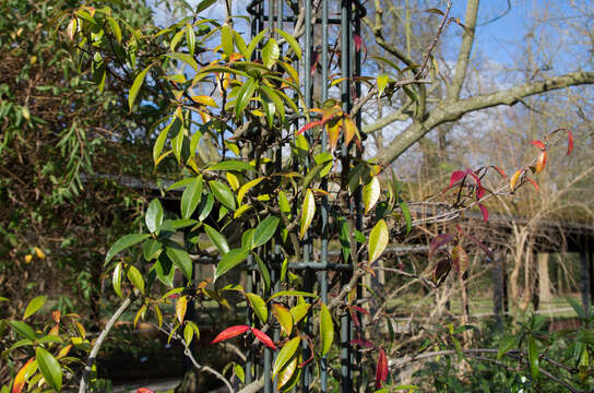 Image of Star-jasmine or Confederate-jasmine