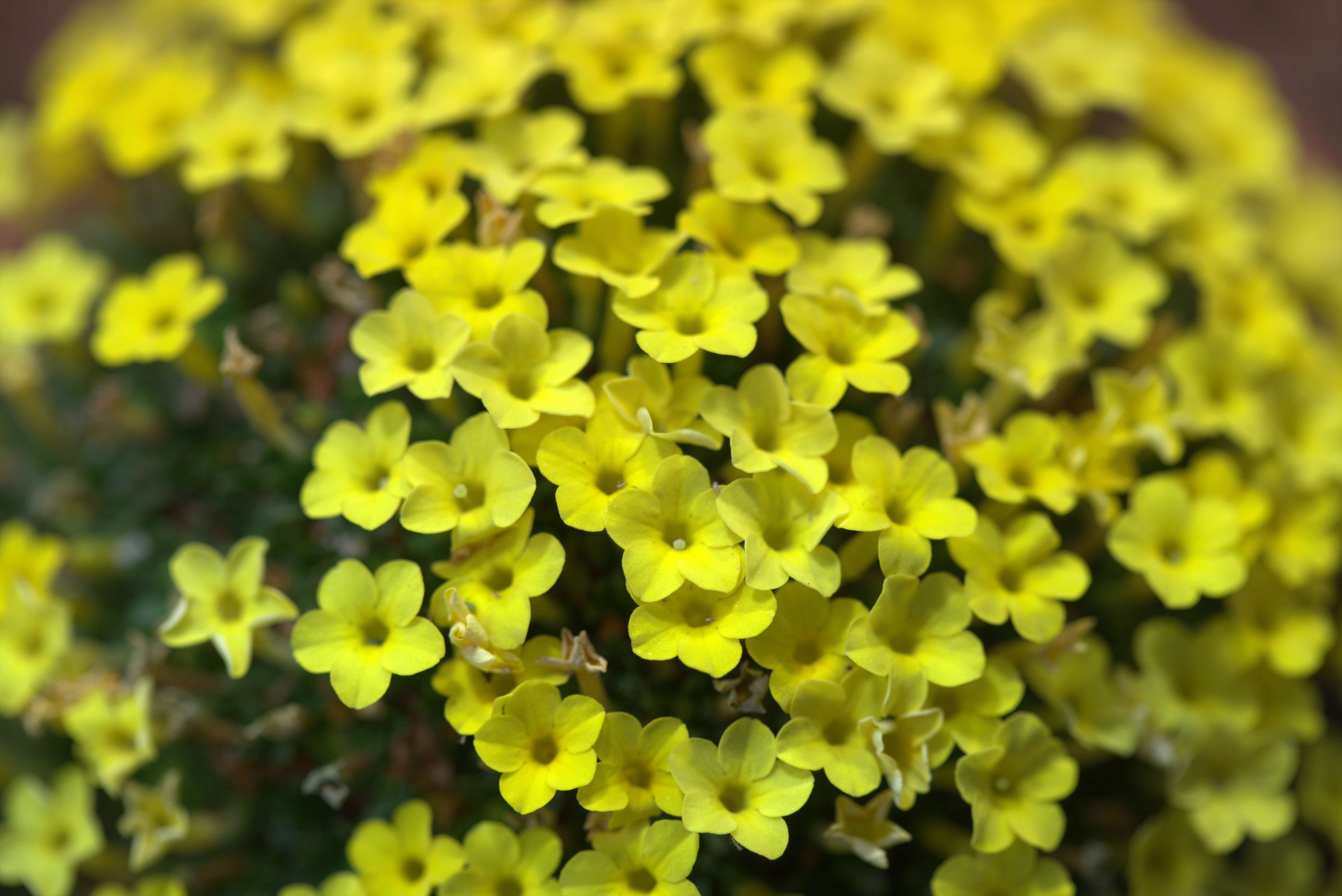 Image of Dionysia