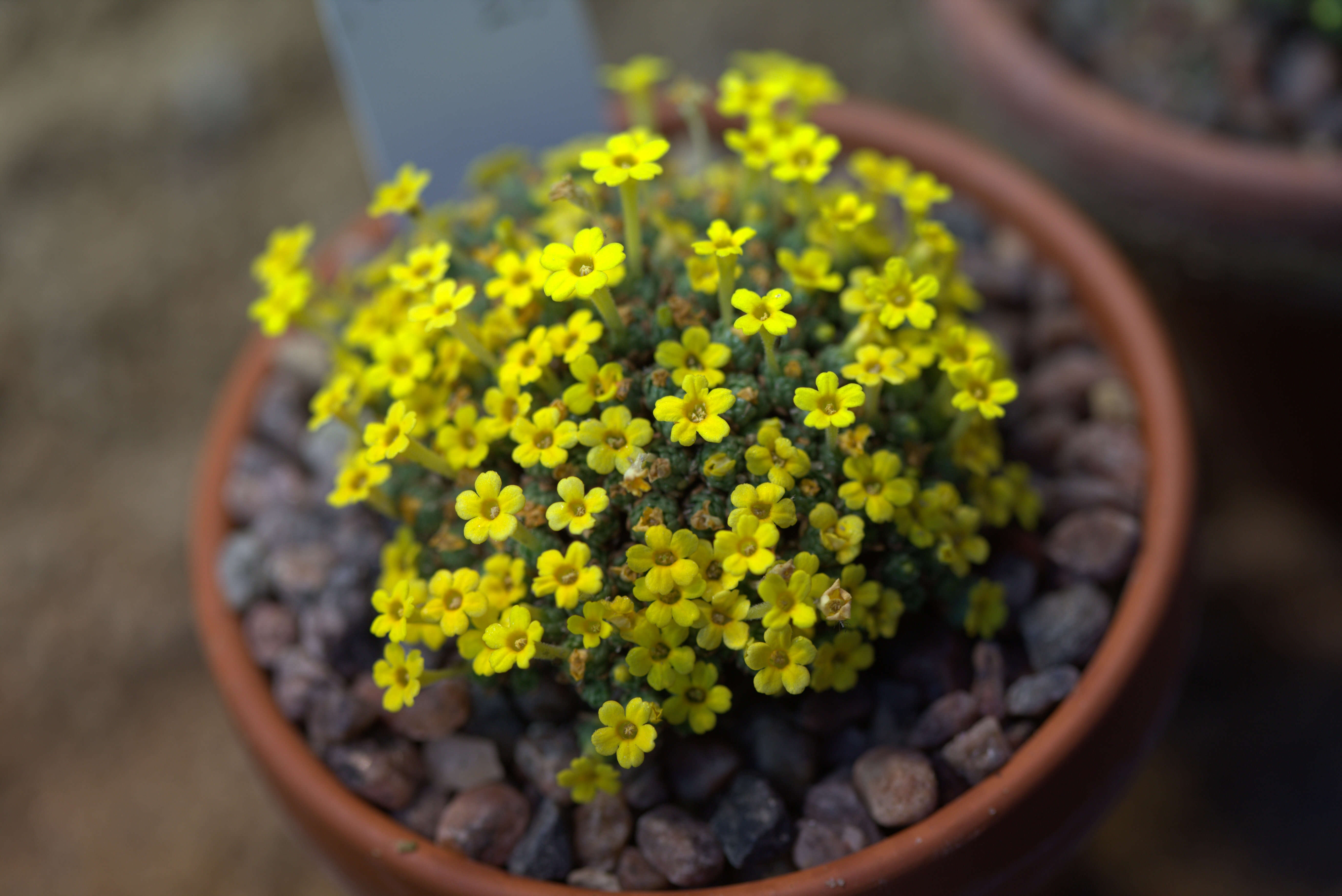 Image of Dionysia