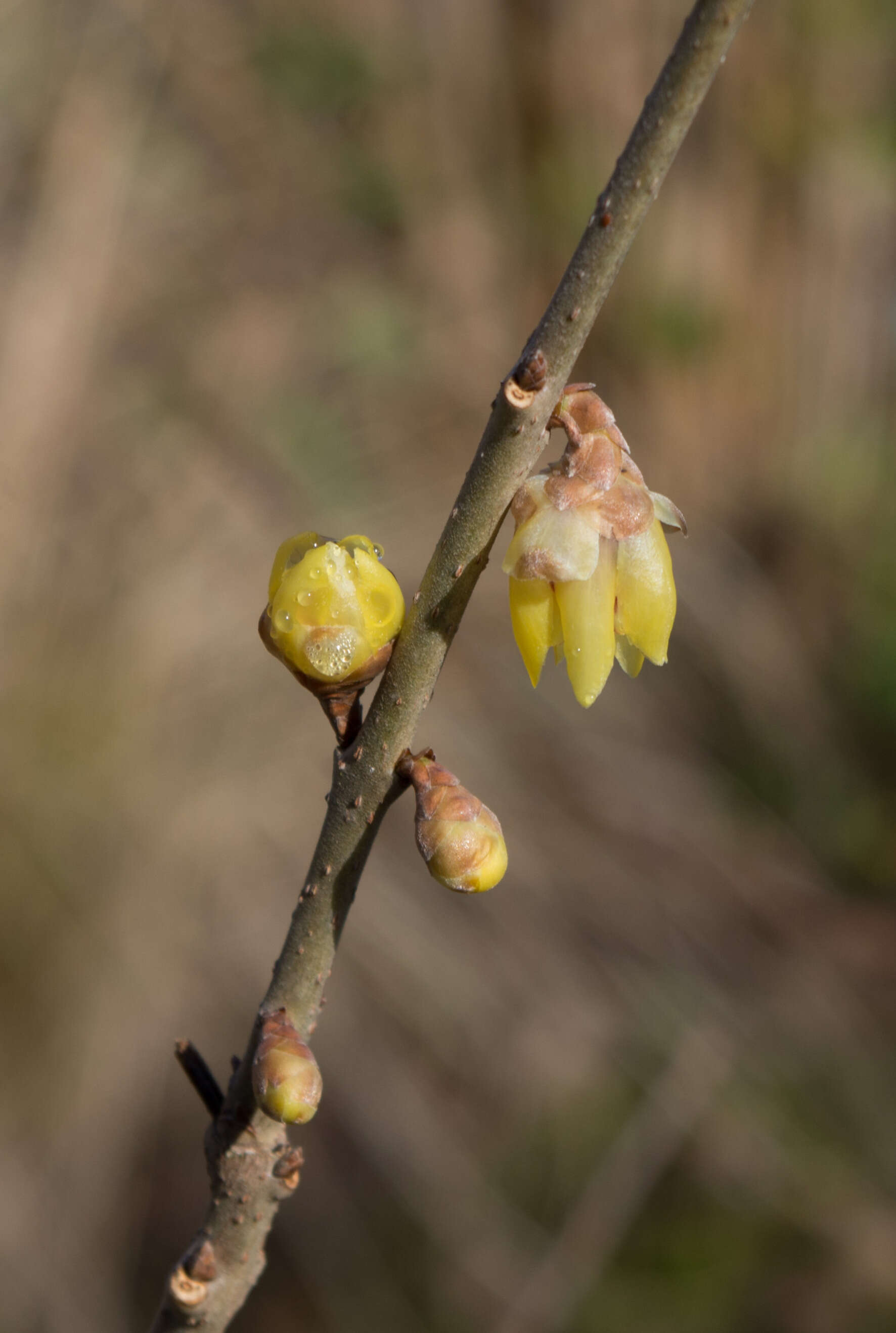 Image of Fragrant Wintersweet