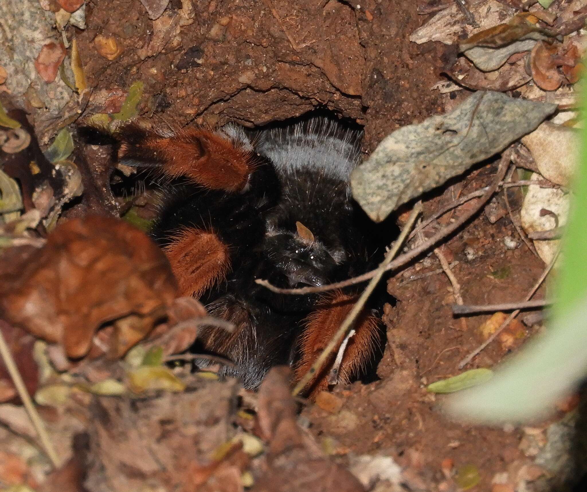 Image of Mexican redleg tarantula