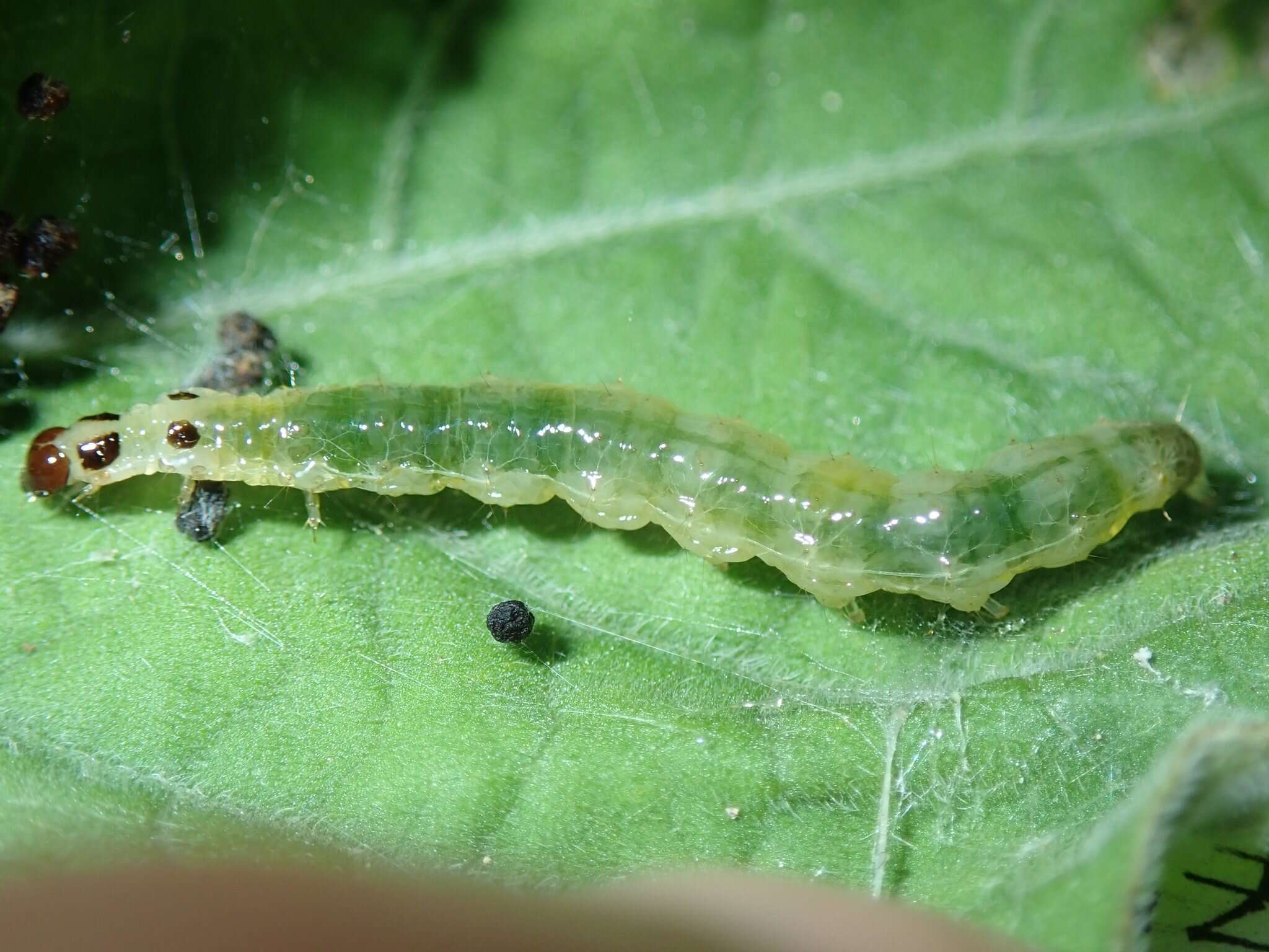 Image of Herpetogramma rudis Warren 1892