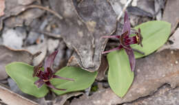 Image of Three-horned bird orchid