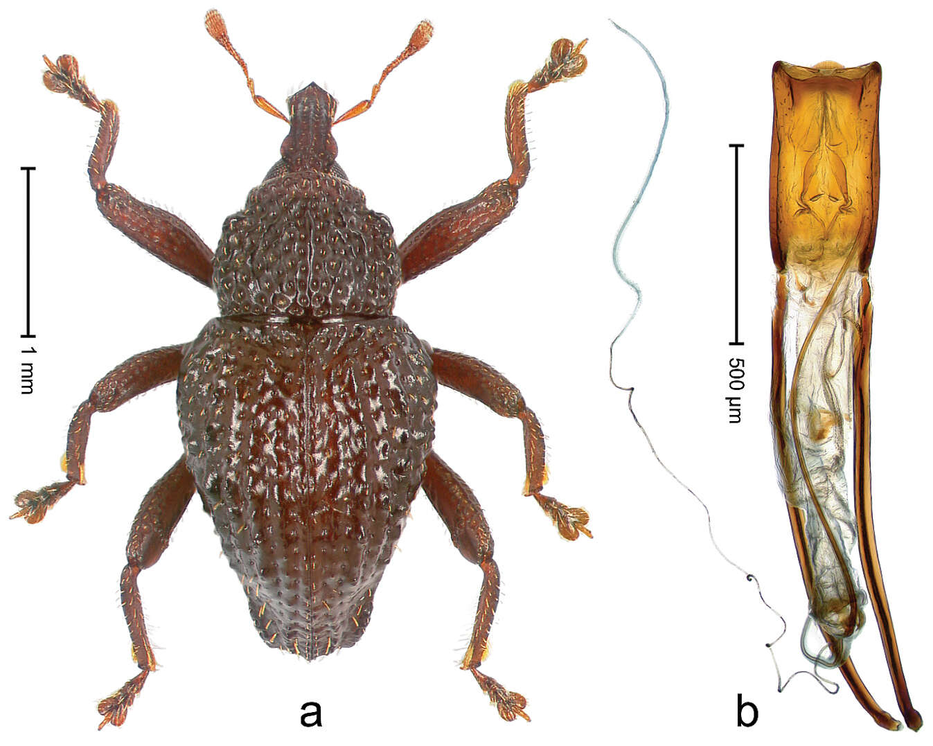 Image of Trigonopterus halimunensis Riedel 2014