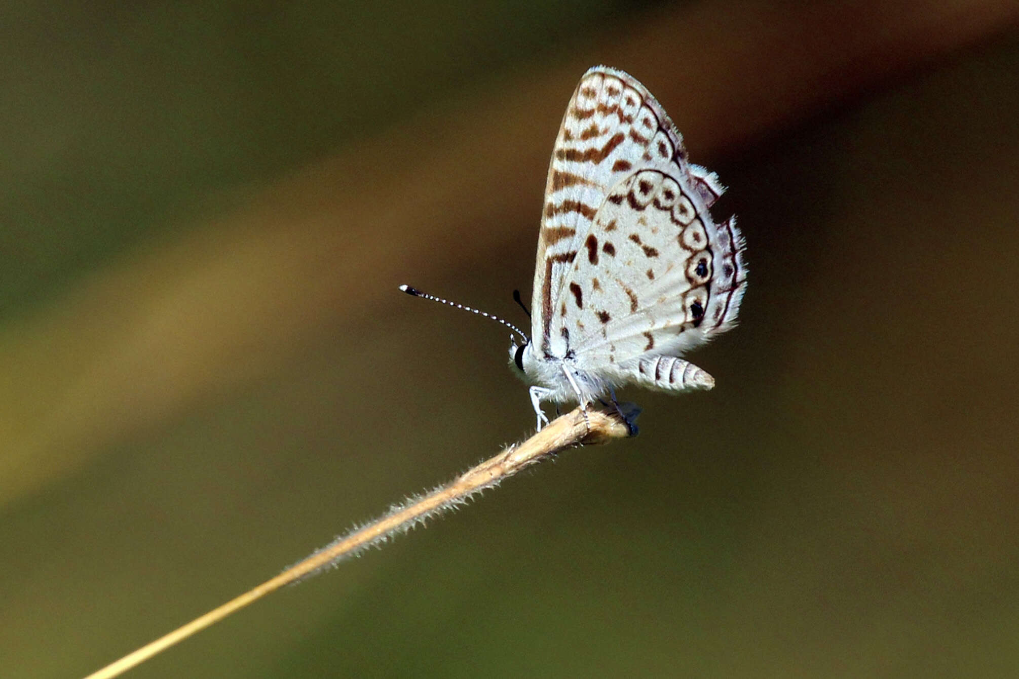 Image of Cassius Blue