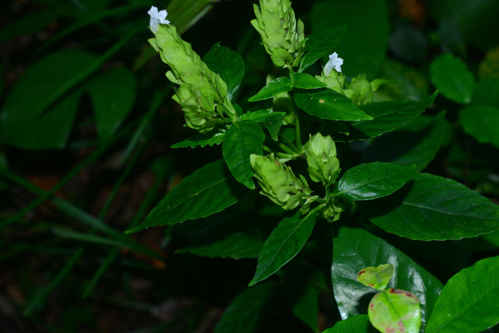 صورة Strobilanthes cumingiana (Nees) Y. F. Deng & J. R. I. Wood