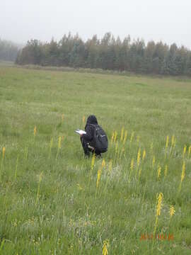 Image de Kniphofia ichopensis var. ichopensis