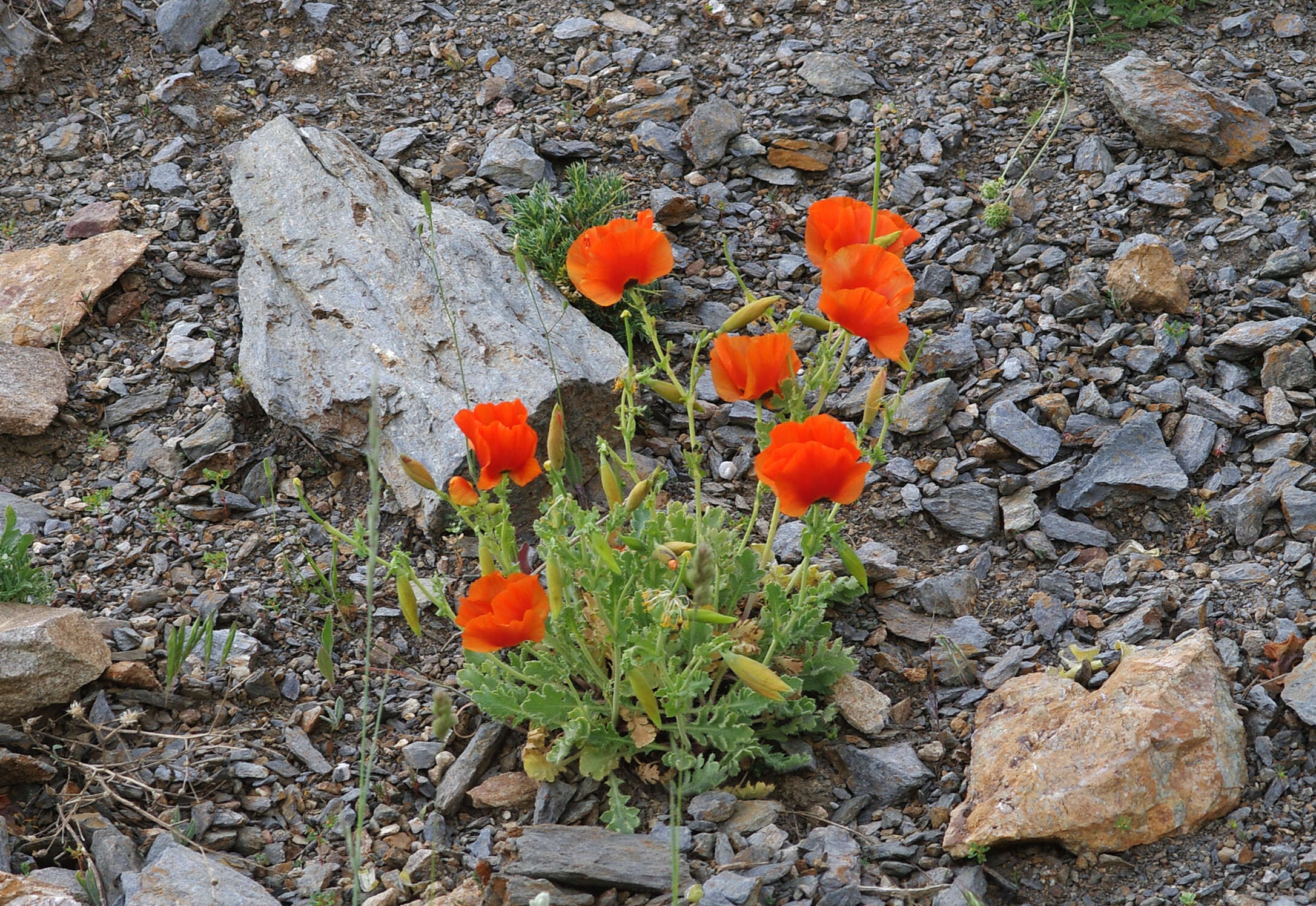 Image of Glaucium grandiflorum Boiss. & Huet