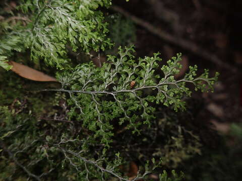 Image of <i>Hymenophyllum polyanthon</i>
