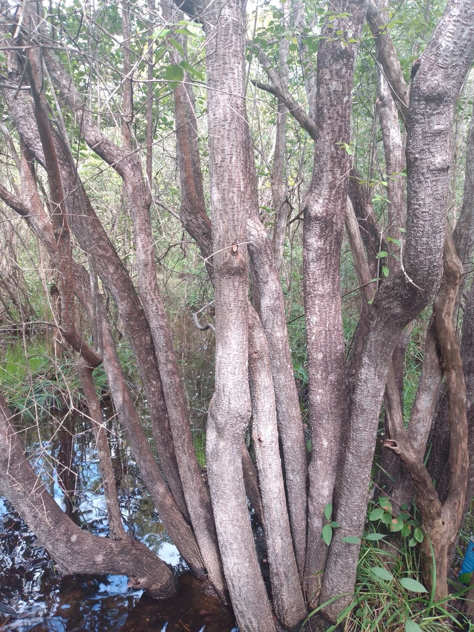 Image of Cameraria latifolia L.