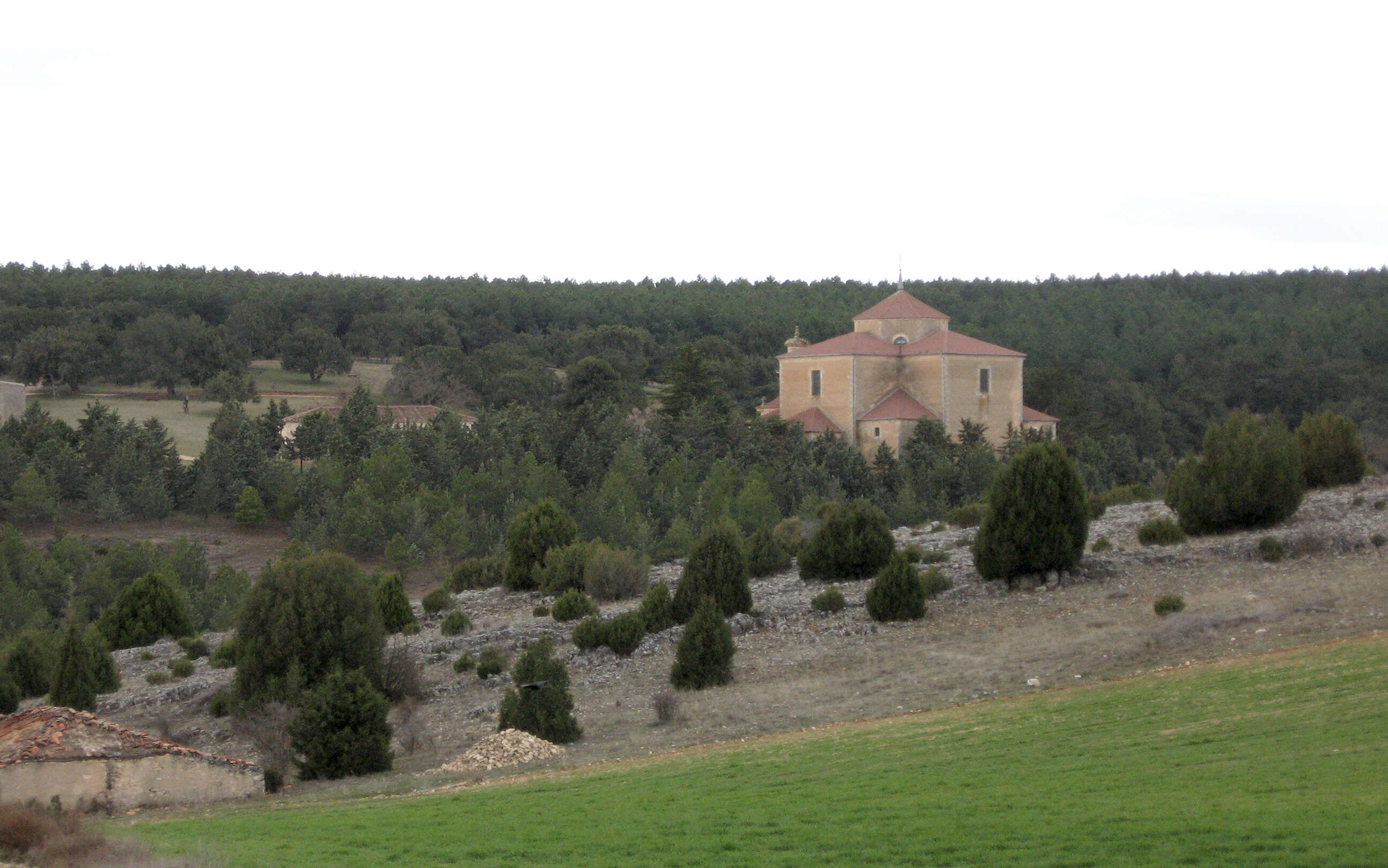 Imagem de Juniperus thurifera L.