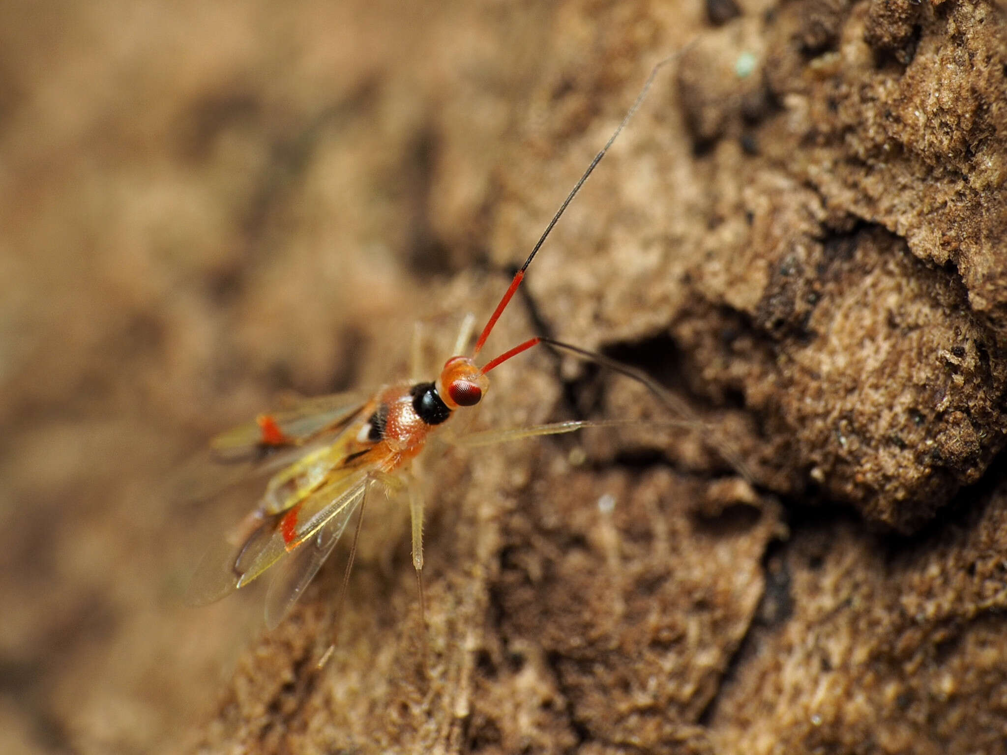 Image of Hyaliodes harti Knight 1941