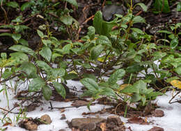 Image of Mandevilla pubescens (Willd. ex Roem. & Schult.) J. F. Morales