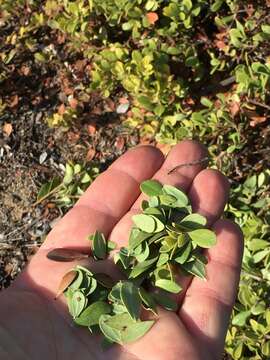 Image of sandmat manzanita