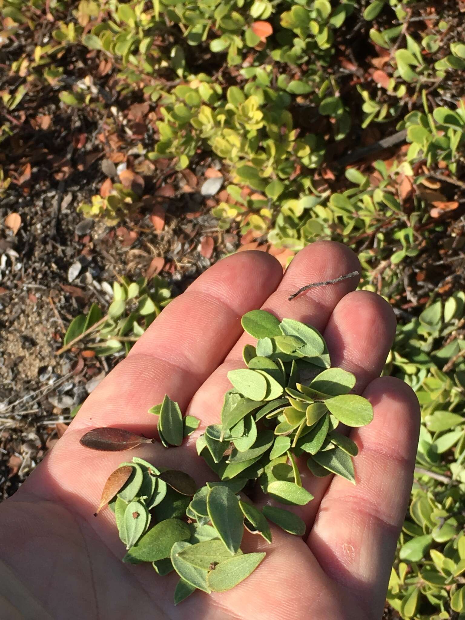 Слика од Arctostaphylos pumila Nutt.