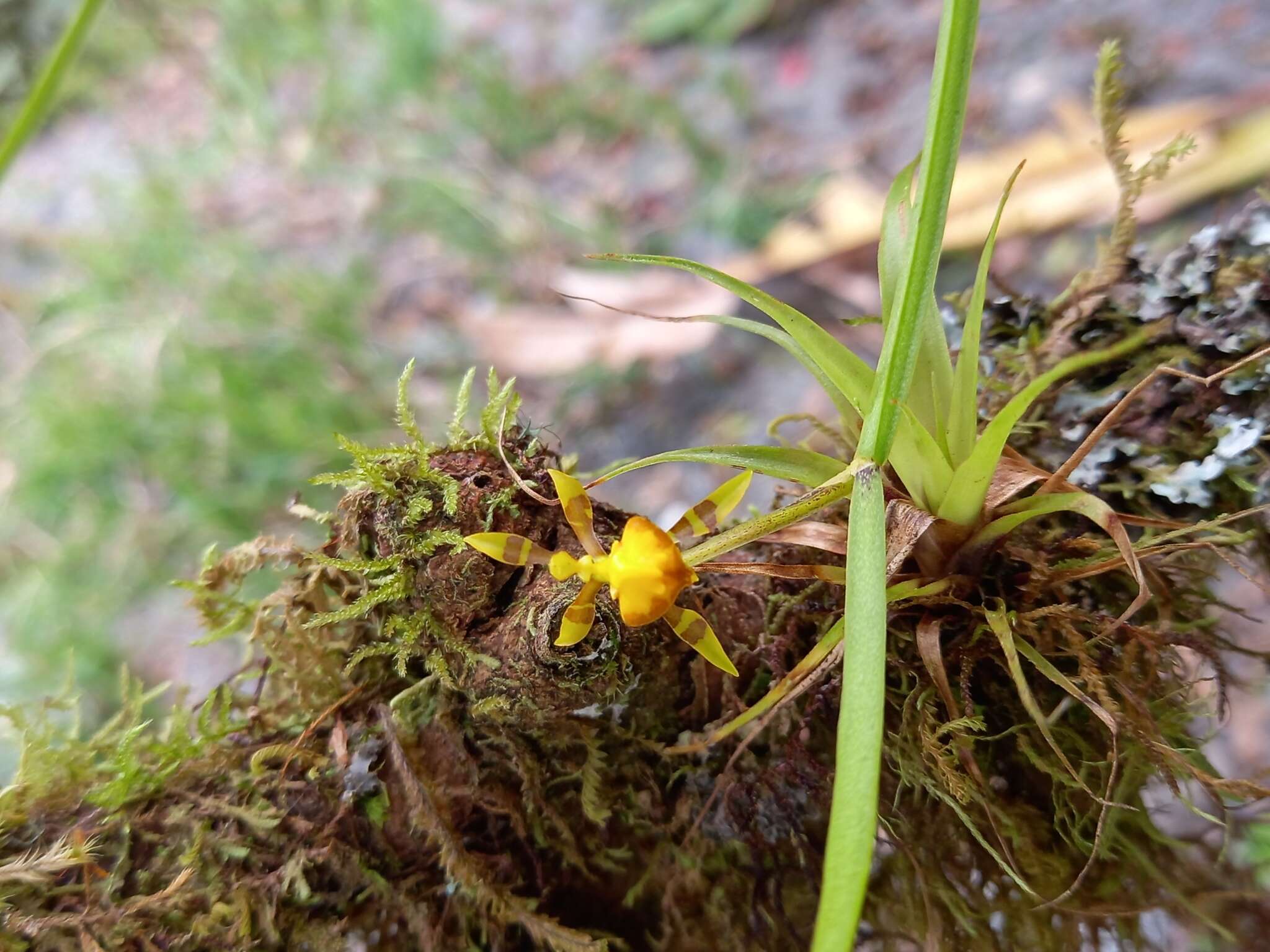 Image of winged-lady orchid