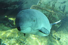 Image of Common porpoises