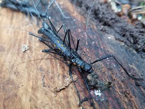 Image of Atratomorpha similia Conle, Hennemann & Gutiérrez 2011