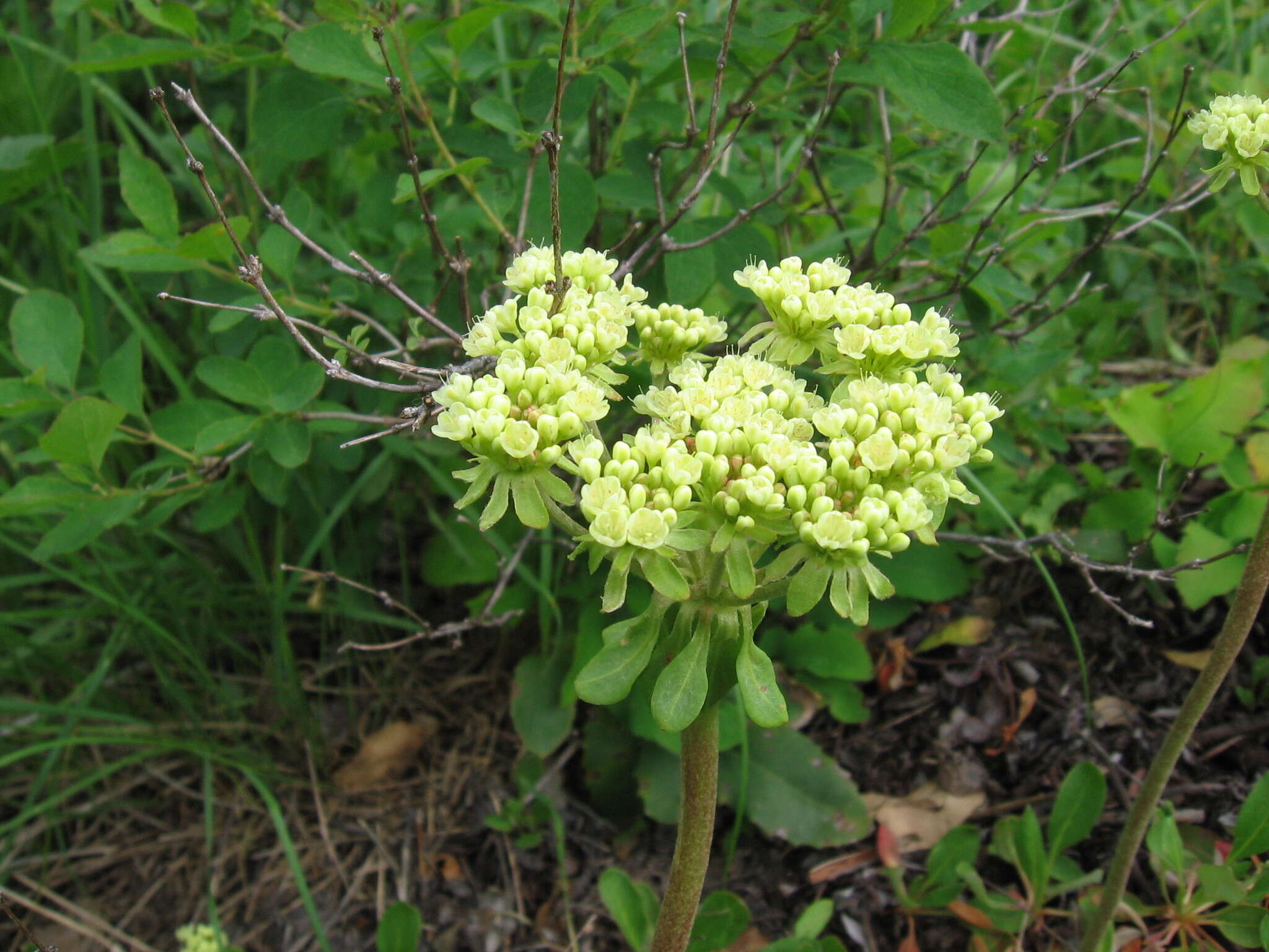 صورة Eriogonum umbellatum var. majus Hooker