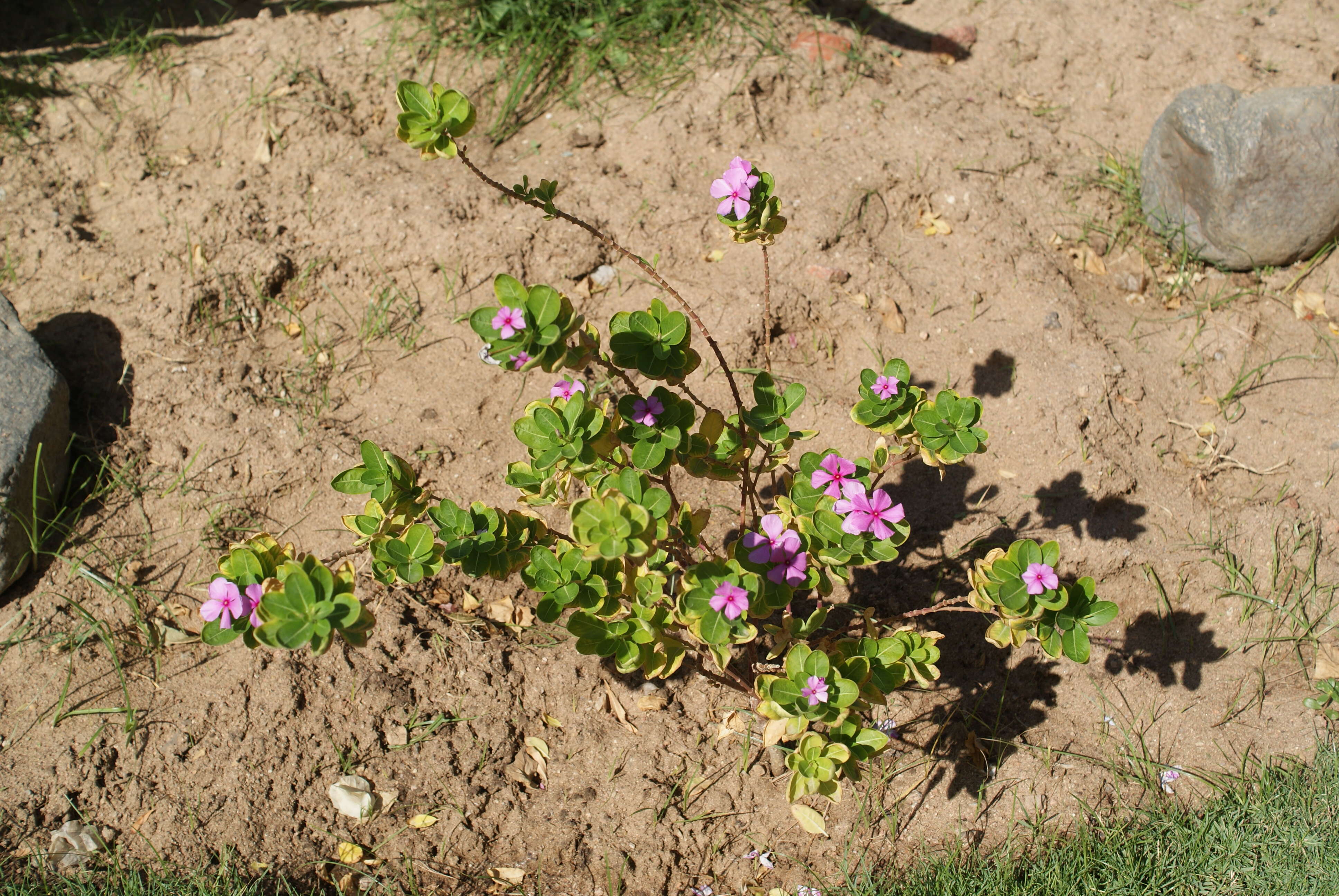 Image of Madagascar periwinkle