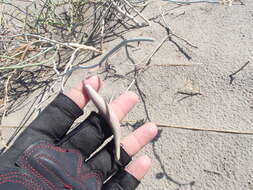 Image of Asclepias subaphylla R. E. Woodson