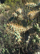 Image of coastal cholla