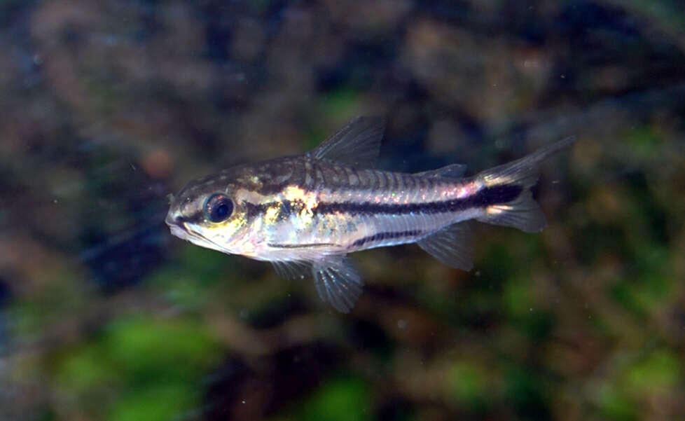 Image of Pygmy catfish