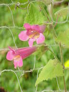 Image of Lophospermum erubescens