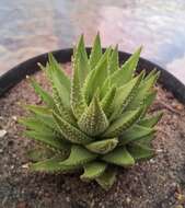 Haworthia resmi