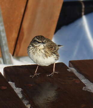 Image of Australasian Pipit