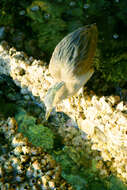 Image of Green-backed Heron